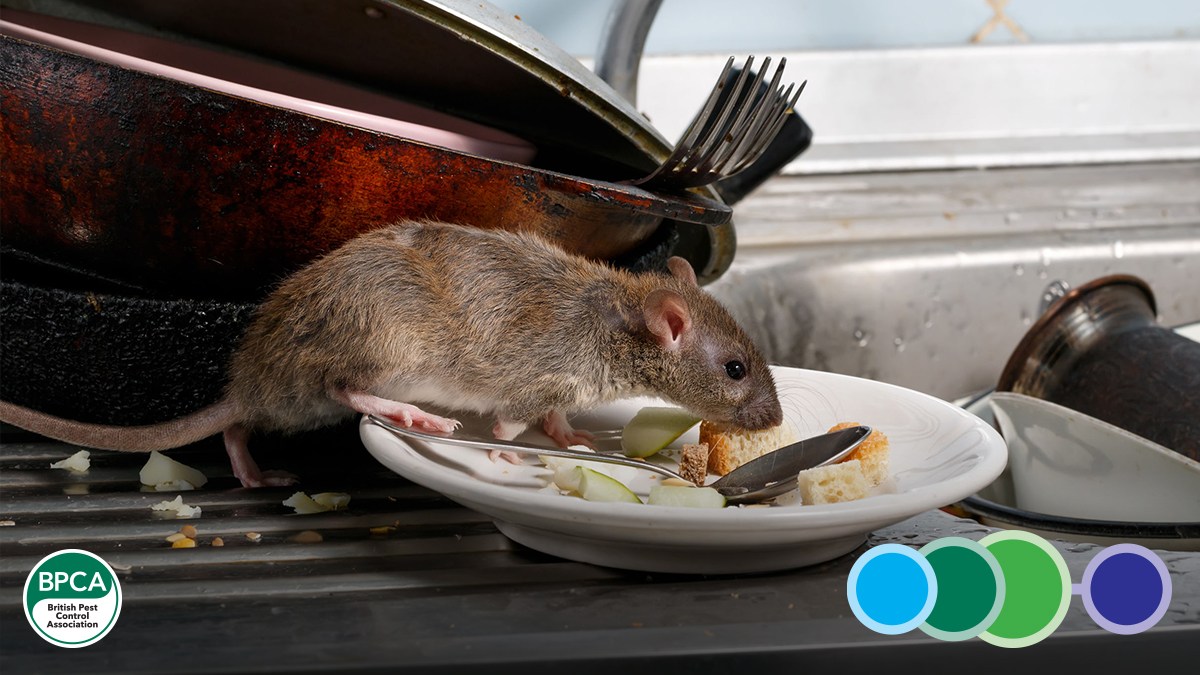 Pest awareness for support and office staff online classroom training course Pest awareness for support and office staff online classroom training course